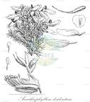 Anarthrophyllum desideratum