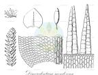 Dimerodontium mendozense