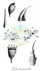 Fabronia pusilla