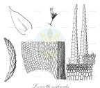 Levierella neckeroides