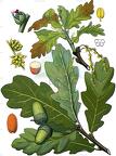 Quercus robur