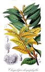 Chrysolepis chrysophylla