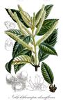 Notholithocarpus densiflorus