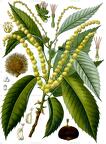 Castanea sativa