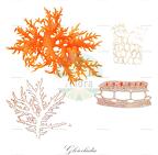 Gloiocladia