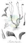 Fissidens bryoides