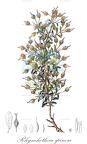 Rhynchotheca spinosa