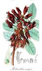 Melianthus major