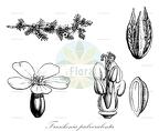 Frankenia pulverulenta