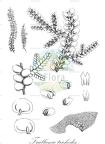 Frullania trichodes Historische Abbildung von Frullania trichodes - Frullaniaceae | Historical Illustration of Frullania... Frullania trichodes