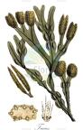 Fucus
