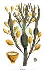 Fucus