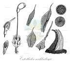 Entosthodon muhlenbergii