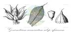 Goniomitrium acuminatum subsp. africanum