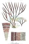 Furcellaria
