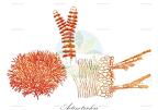 Actinotrichia