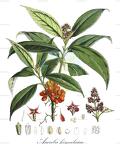 Aucuba himalaica