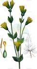 Blackstonia perfoliata