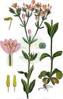 Centaurium erythraea