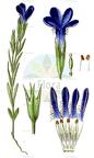 Gentianopsis ciliata