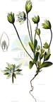 Lomatogonium carinthiacum
