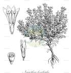 Neurotheca loeselioides