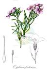 Orphium frutescens