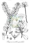 Rogersonanthus quelchii