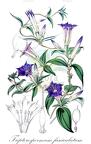 Tripterospermum fasciculatum