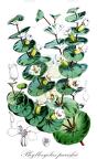 Phyllocyclus parishii