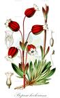 Prepusa hookeriana