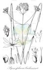 Pycnosphaera buchananii