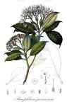 Picrophloeus javanensis