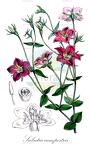 Sabatia campestris