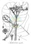 Anthocleista vogelii