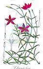 Chironia laxa