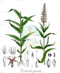 Coutoubea spicata