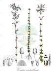 Curtia verticillaris