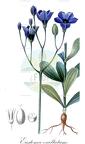 Eustoma exaltatum