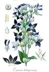 Exacum tetragonum