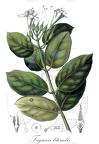 Fagraea litoralis