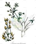 Frasera caroliniensis