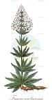 Frasera caroliniensis