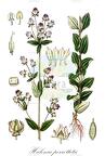 Halenia perrottetii