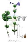 Irlbachia speciosa