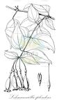 Lehmanniella splendens
