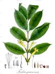 Tachia guianensis