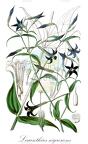 Lisianthius nigrescens