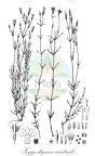 Zygostigma australe