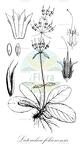 Latouchea fokienensis